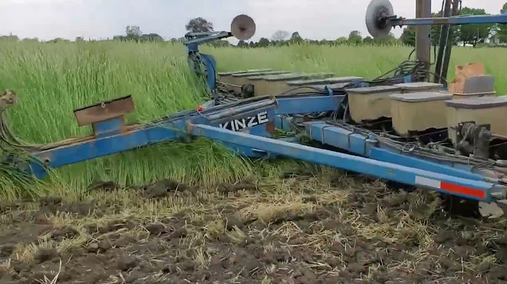 Organic soybeans into rye. 4 way trial! 30in vs 7.5, no-till vs full tillage