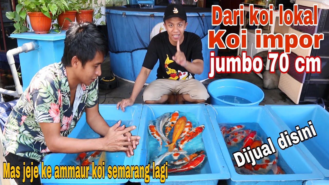 Angkat ikan koi super di ammaur koi semarang kunjungan 