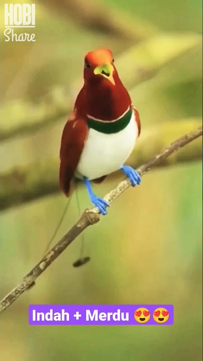 Tak Tertandingi! Kicauan Luar Biasa Burung Cendrawasih di Tempat Aslinya