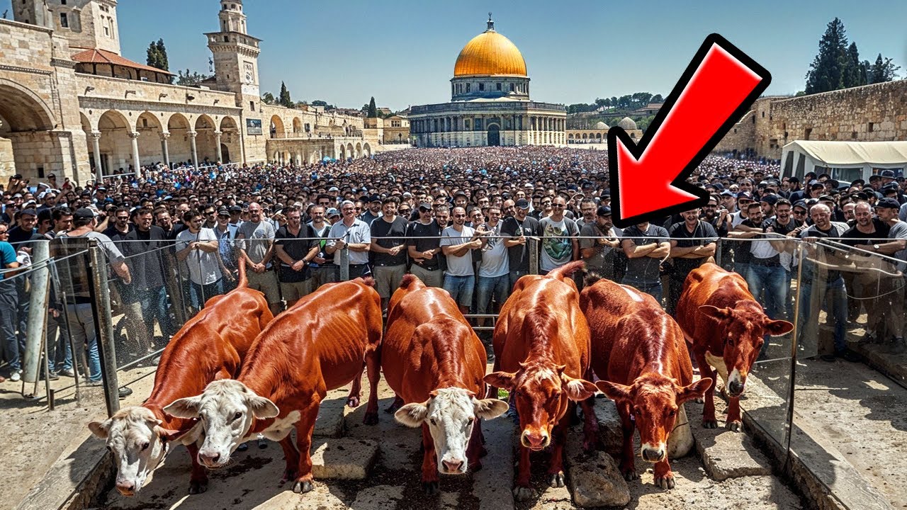 VACA VERMELHA CHEGA EM ISRAEL – A Construção do Terceiro Templo Já Vai Começar