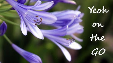 Episode 1: S Curves part 1