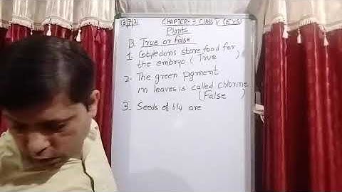 Class V EVS 13 07 2021 by Mr Rupesh Chapter 3 Plants