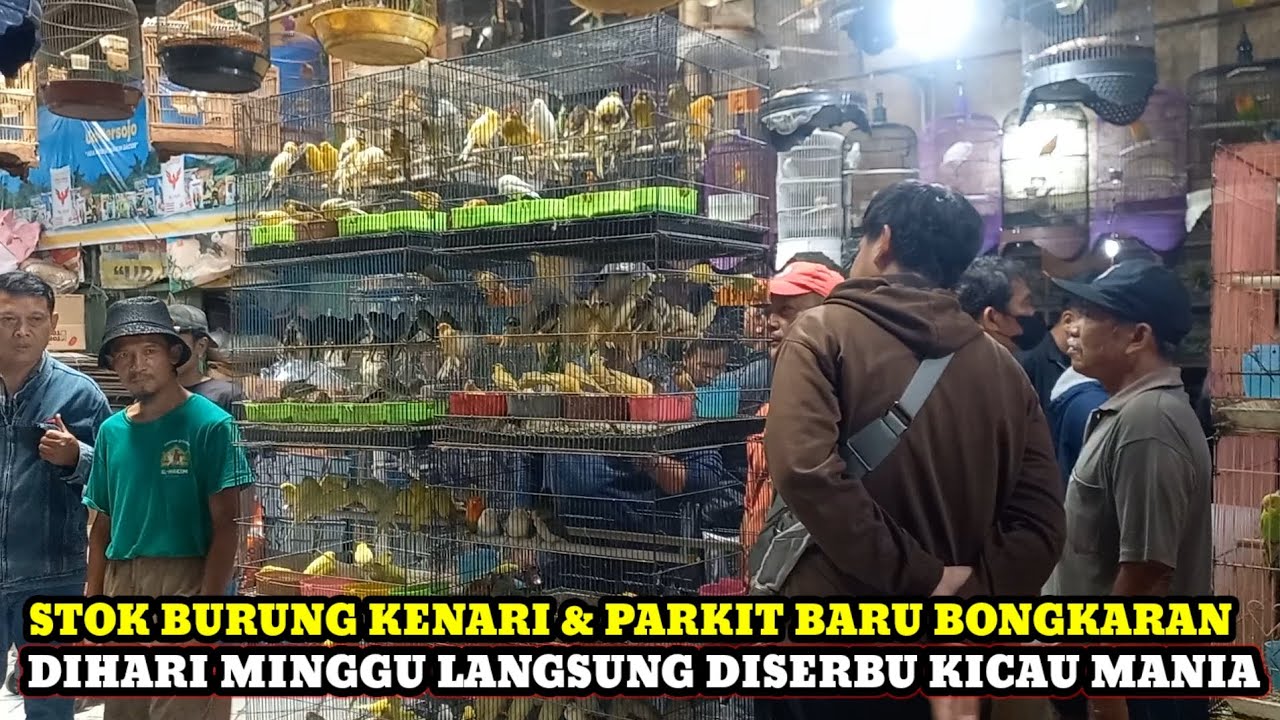 STOK KENARI TERBARU LANGSUNG DISERBU!!HARGA BURUNG TERBARU DIKIOS KASMIN PASAR BURUNG PRAMUKA