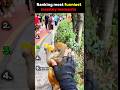 Ranking most funniest monkey moments