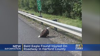 Virginia Bald Eagle To Be Released Back Into Wild After Injuries