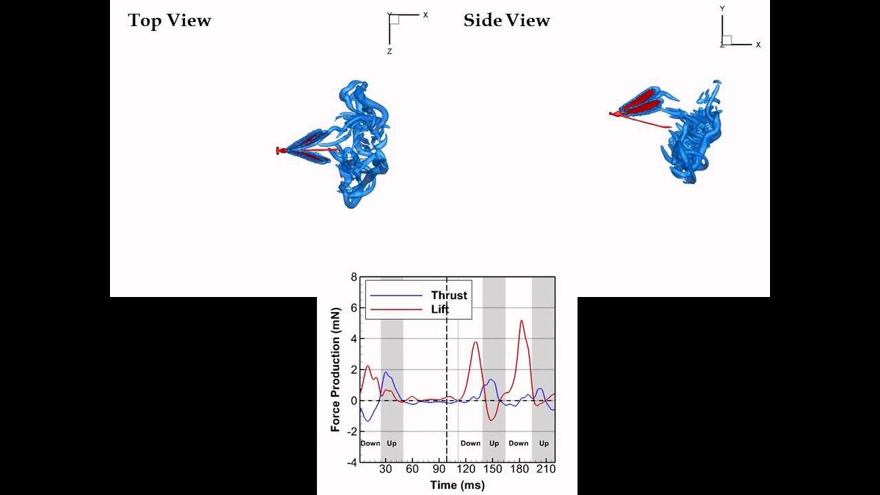 Flying with Abrupt Wing Flapping - Damselfly in Darting Flight