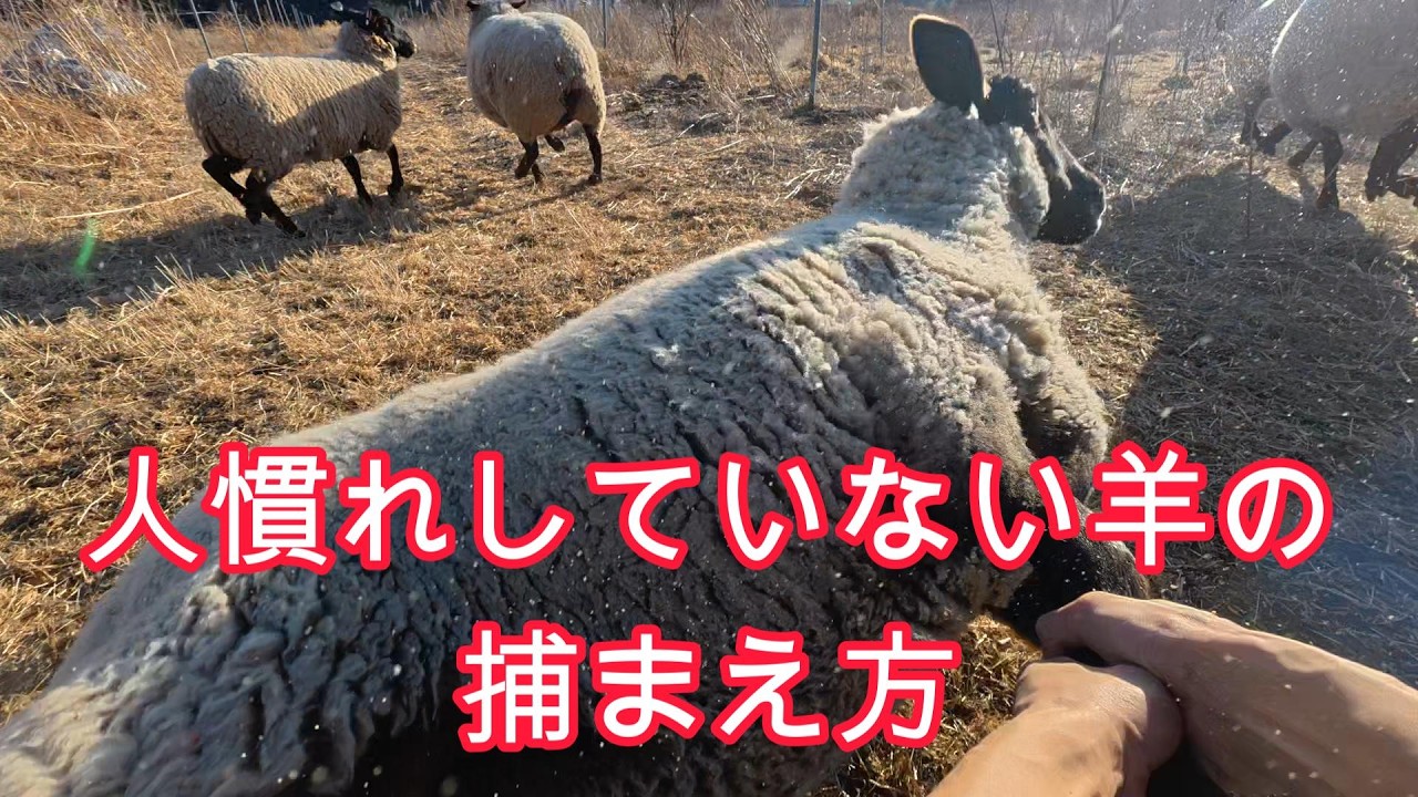 How to catch sheep: Is it true that they can't get up if they fall