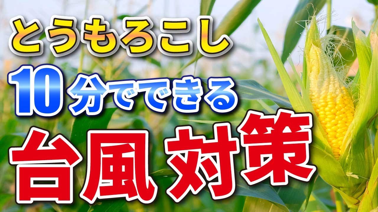 台風対策 トウモロコシをまもる方法 家庭菜園 Youtube