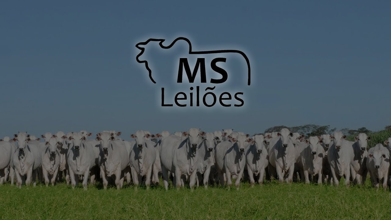 MS Leilões - 03-03-26 - CRUZMALTINA-PR