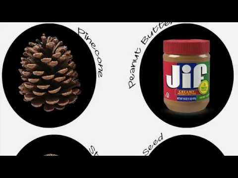 How to create your own pinecone and peanut butter birdfeeder!