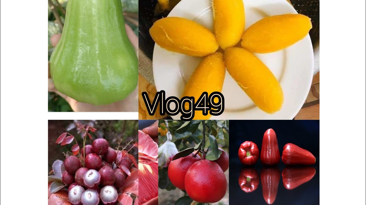 Chuối nghệ sáp, mận đỏ hoa tiễn, nhãn tím, mận đường... - youtube