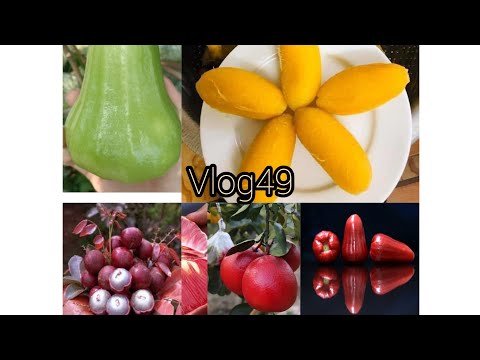 Video Chuối nghệ sáp, mận đỏ hoa tiễn, nhãn tím, mận đường... - youtube