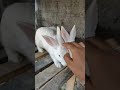 Main kisi Se Kam nahin 🐦❤️Rambha's real vlog #shorts