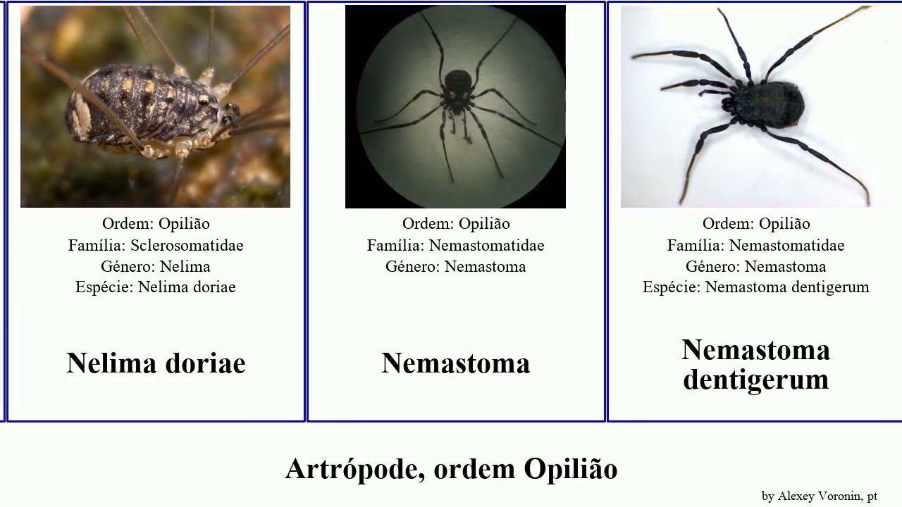 Artrópode, ordem Opilião colossus tioga arthropoda flavescens acuta exilis Zuma Nemastoma Siro
