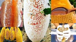 Colheita de mel de Abelha - Honey Harvesting Satisfying - Harvesting honey from Honeybee