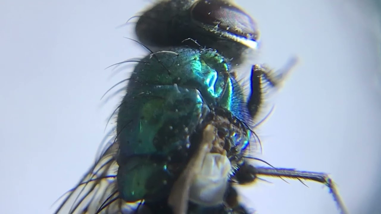 Microscopic examination (10x) of a bluebottle fly