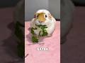 Secrets Your Guinea Pig Will Never Tell You🐹😍 #shortsfeed #animals #cute #pets #facts #viral #pig