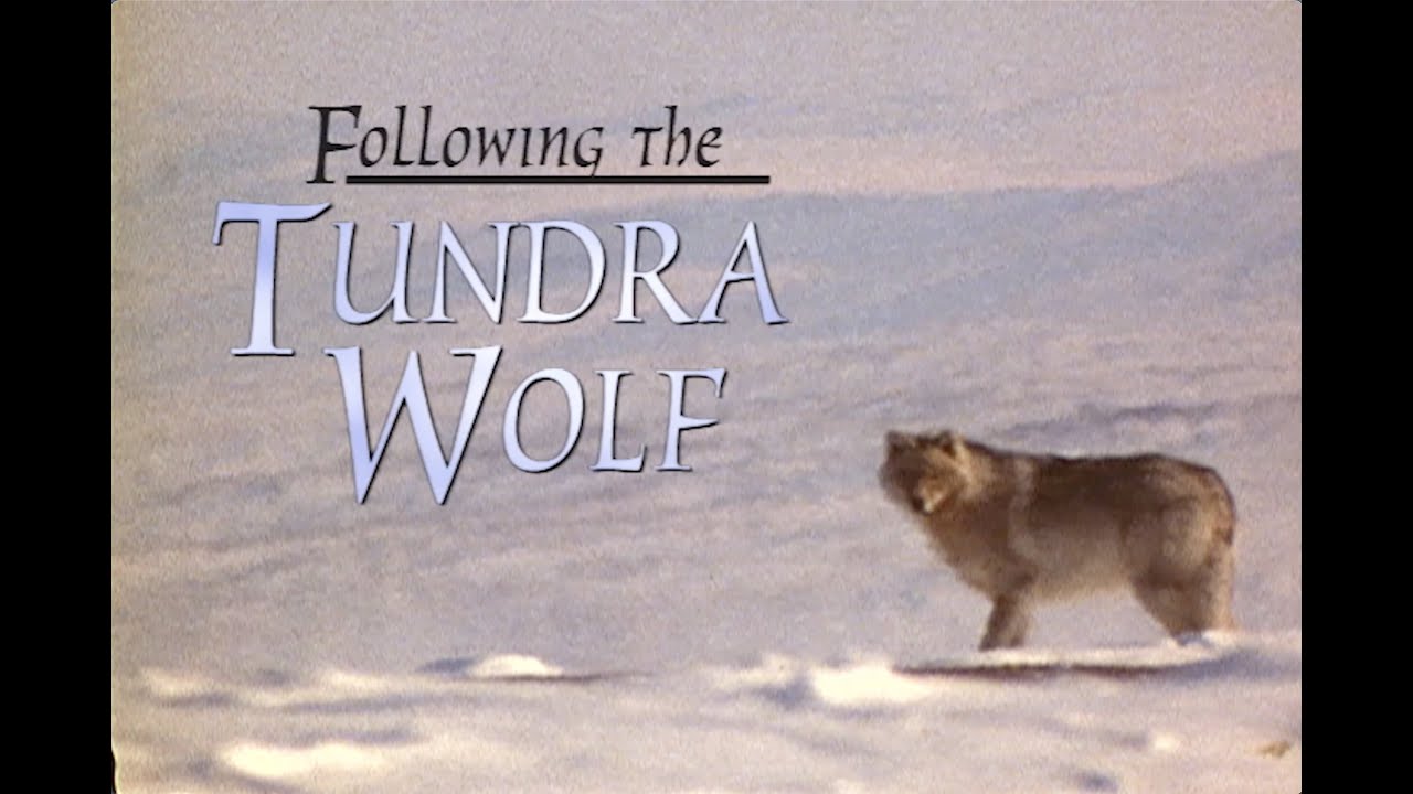 ⁣Folllowing the Tundra Wolf