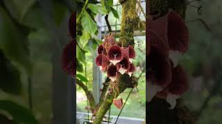 Basel Botanical Garden p. 17 end😊🥀🌺🌹🌴🌾🌳🌲Switzerland @yosha28