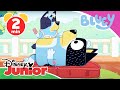 Bluey Clip Doktor Bluey Disney Junior