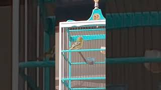 suara sirtu sirpu cipow gacor ngetir #suarasirtu #sirtu #kicaumania #sirtumania #burung #sirtugacor