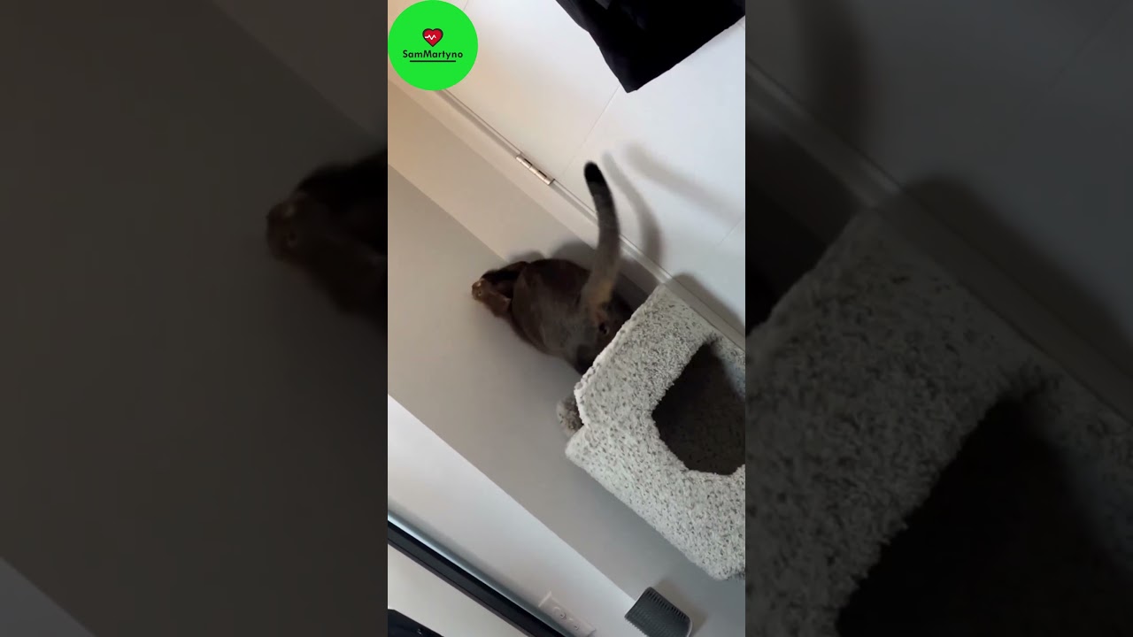 Кота нормально так накрыло  Миленький 