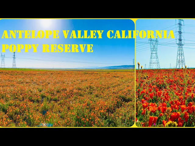 Antelope Valley Poppy Reserve: What to Know Before Visiting in 2023