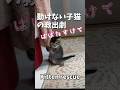 動けない子猫を救出するパパ猫の動きが猫離れしてたw