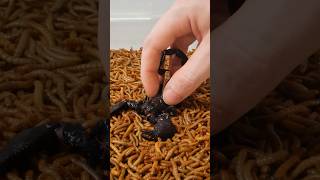 Mealworms vs Scorpion Timelapse