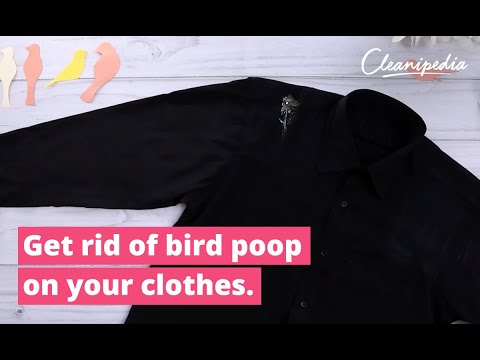 How to remove bird poop from clothes | Cleanipedia