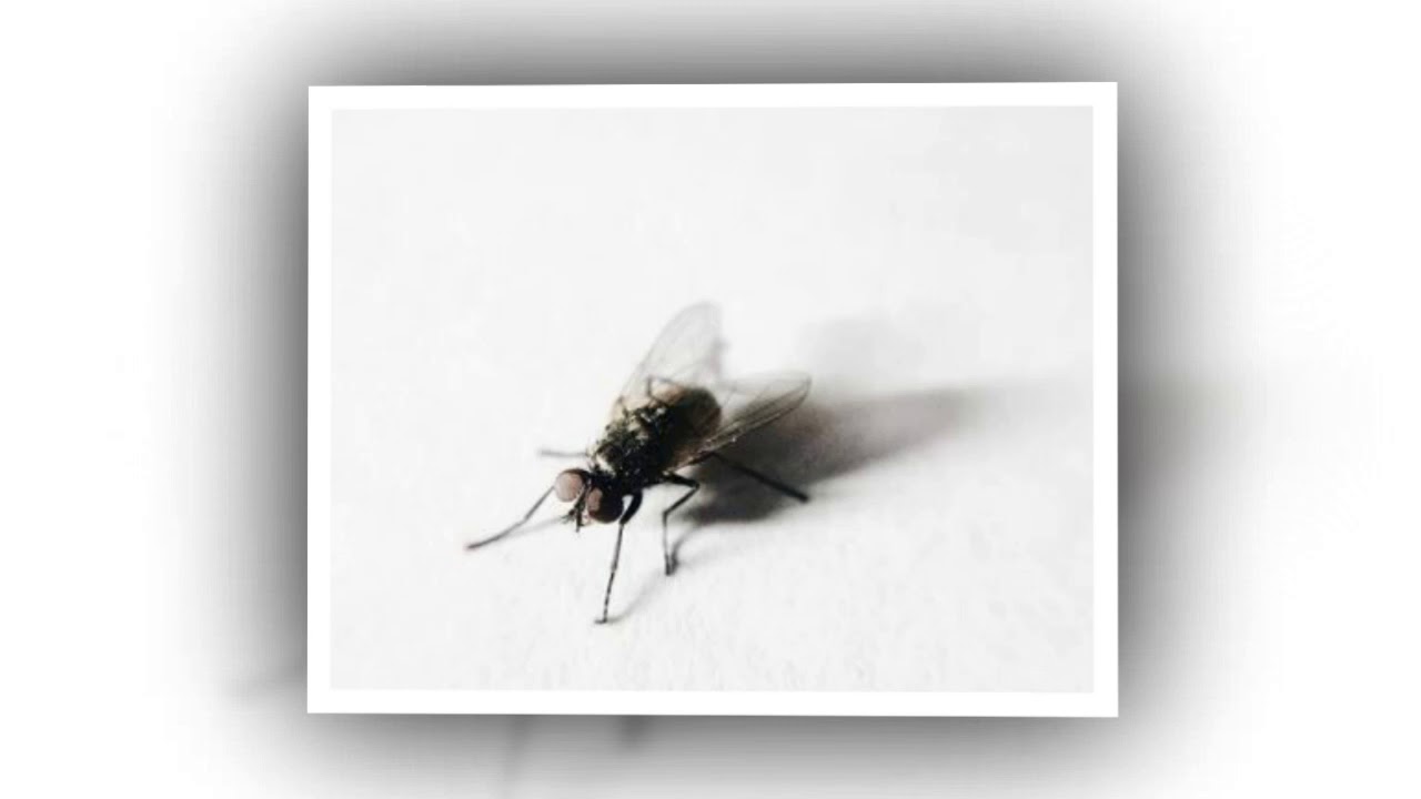 Second Date Update PODCAST: Evan and Vanessa (Ate A Fly)