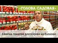 Голова садовая - Семена томатов для посадки на балконе