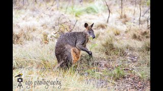 Wallaby feeding
