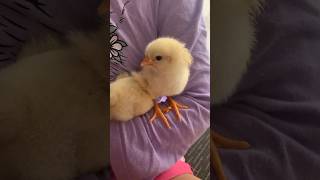 BABY CHICKS FOR KIDS🐥 Learn about BABY CHICKENS for children #shorts #kidsshorts #educationalshorts