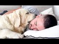 Golden Retriever Loves to Sleep with Human Owner [Cuteness Overload]