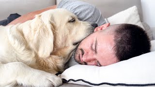 Golden Retriever Loves to Sleep with Human Owner [Cuteness Overload]
