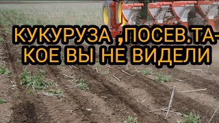 Кукуруза.Первый шаг -посев после подсолнечника.NO-TILL.