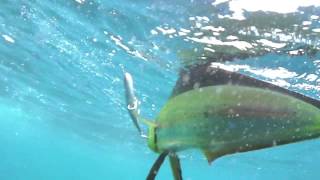 Lds Dolphin Tune　Pv