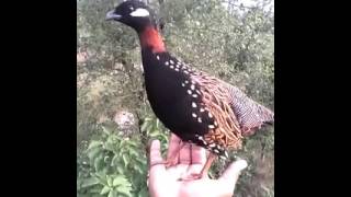 Black Francolin Talking / Speaking