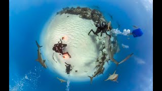 Tiger Beach Bahamas Shark Dive VR 360 by Jeb Corliss 1,170 views 2 months ago 5 minutes, 6 seconds