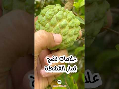 حصاد القشطة علامات نضج ثمار القشطة الشريفة