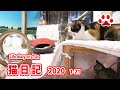 猫部屋ライブ映像   Cats ＆ Kittens room 【Miaou みゃう】