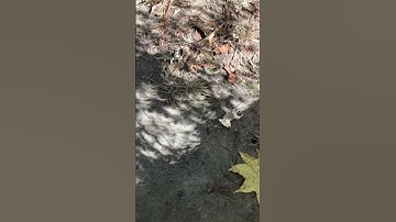 Weird Eclipse Shadows Through Our Bushes #eclipse #shadow #cool #shorts