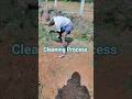 Cleaning process #hoi #garden #music #ytshorts #nature #gardening #organicfarming #organic #farming