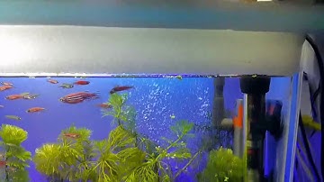 Acuario automatizado