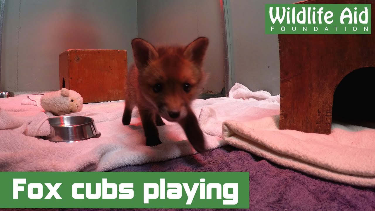 Two month old baby foxes playing - GoPro - YouTube