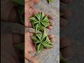 coconut leaf crafts - flower star #shorts #artandcraft #diy #coconutleaf #leafcraft #flowercraft