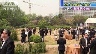 「日中関係にも早く春が・・・」北京「桜を見る会」開催(14/04/08)