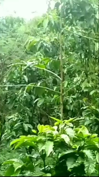 Pikat Burung Cikrak bambu#fyptiktok #fypviral #fypdong #fyp