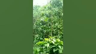 Pikat Burung Cikrak bambu#fyptiktok #fypviral #fypdong #fyp